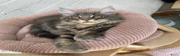 Maine Coon cats for sale: TICA Maine Coon Girls Ready Now DNA clear  - Advert 10