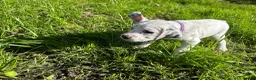 Mixed Breed dogs for sale: 🐾 Stunning Dalmatian × Boxer Puppies 🐾 in Leek - Advert 10