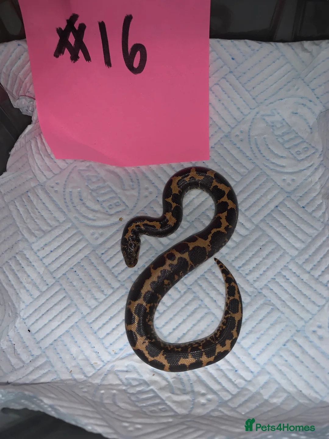 Boa Snake reptiles for sale: Kenyan sand boas for sale Essex  - Advert 16