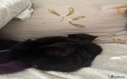 Mixed Breed cats for sale: 2 Adorable Black Girl Kittens Looking for Homes - Image 9