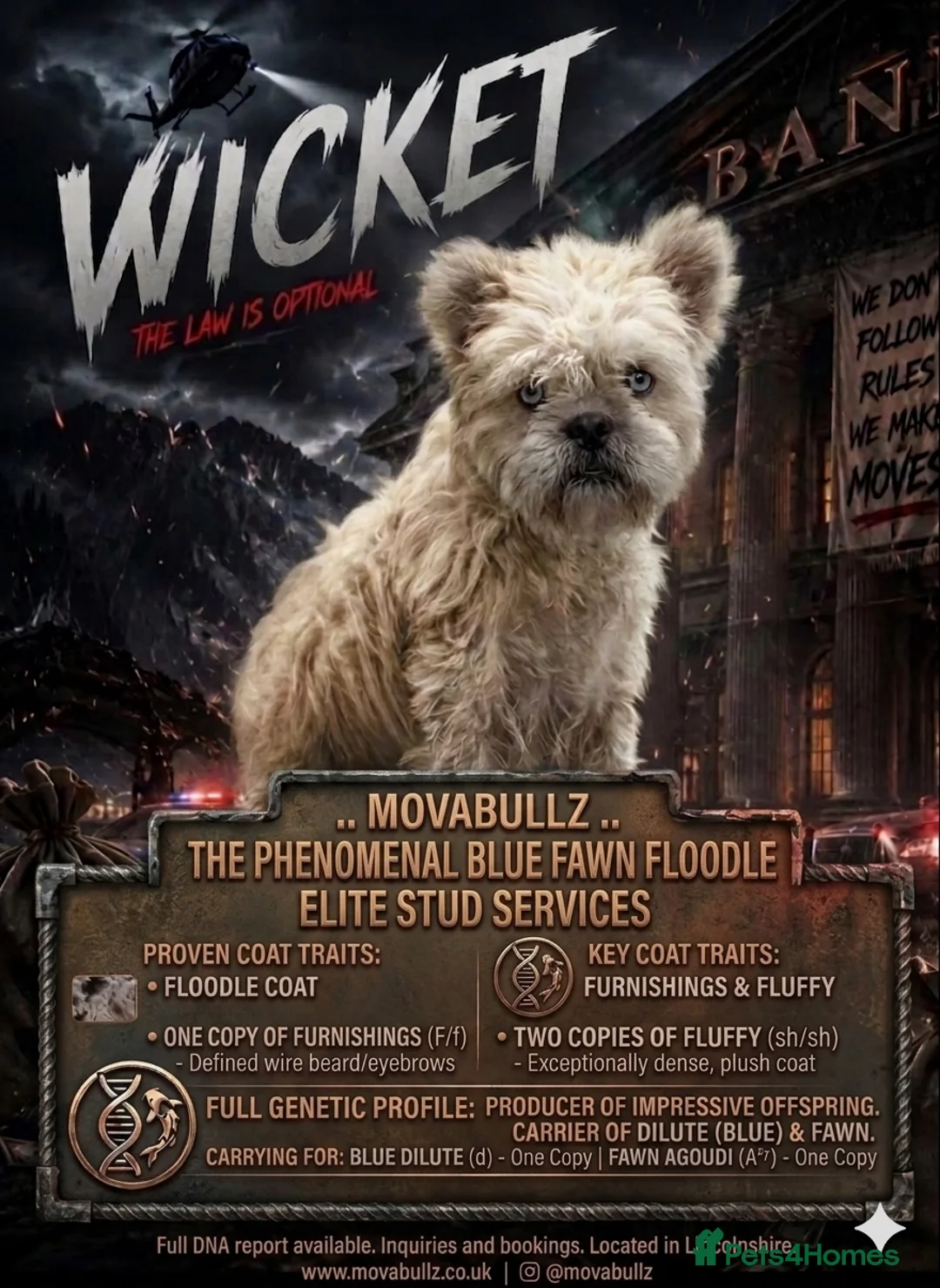 French Bulldog dogs for stud: Floodle stud  - Advert 1