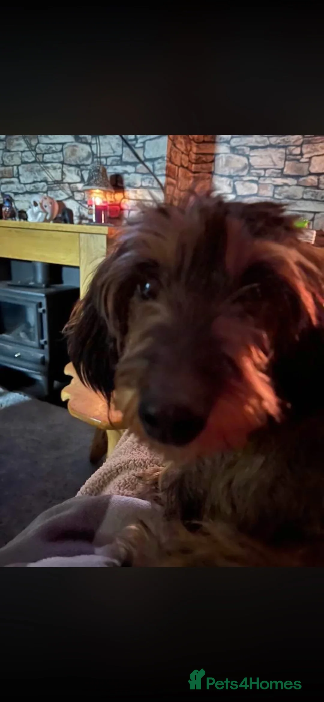 Dachshund dogs for sale: Rehoming Gretal  in Liss - Advert 1