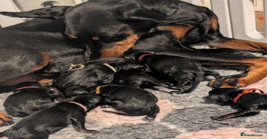 Dobermann dogs - Advert 12