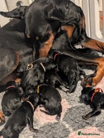 Dobermann dogs - Advert 12