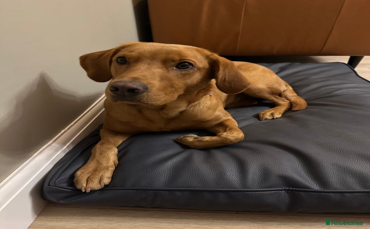 Labrador Retriever dogs - Advert 8