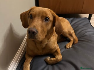 Labrador Retriever dogs - Advert 4