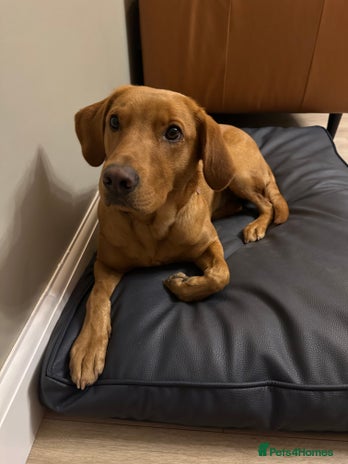 Labrador Retriever dogs - Advert 8