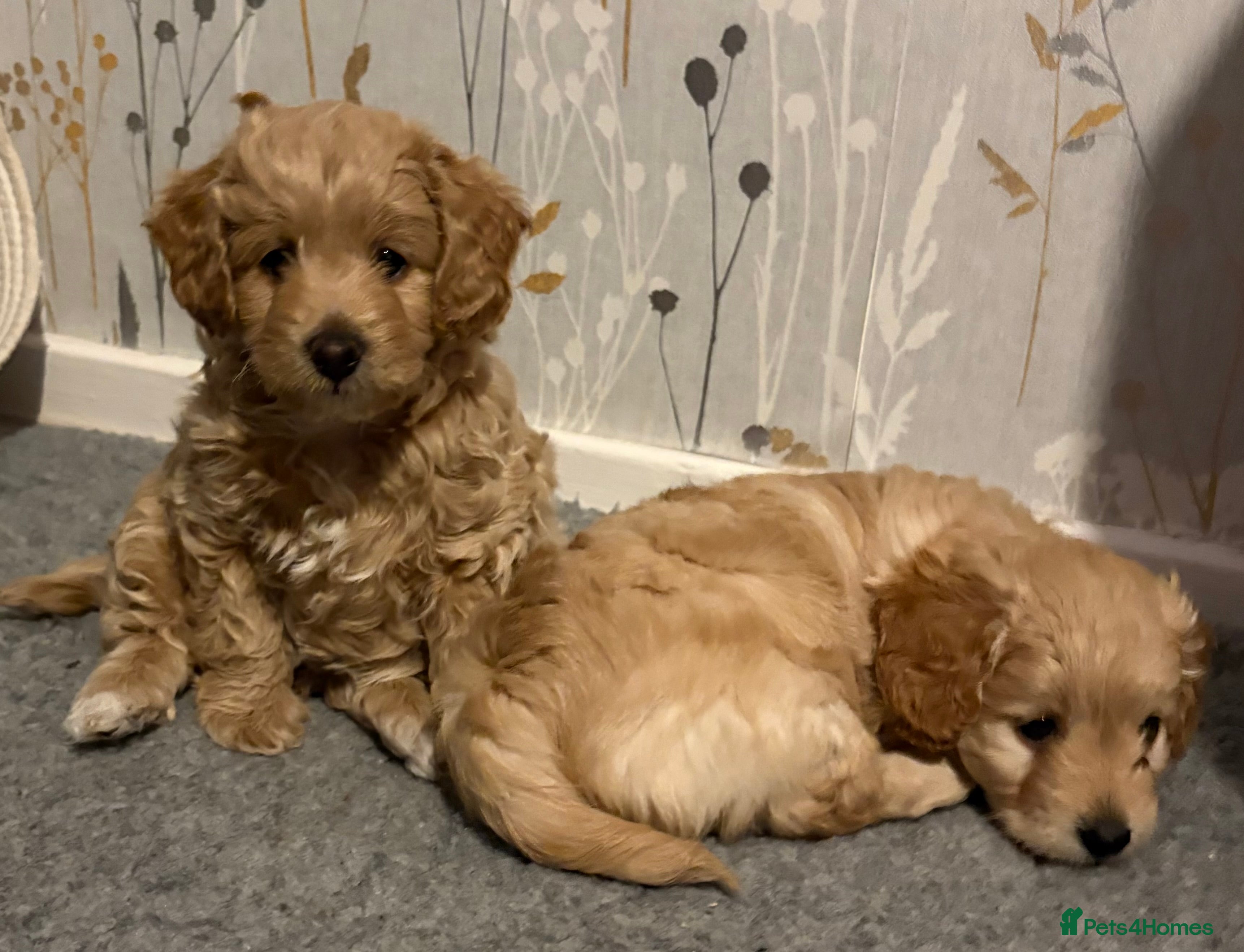 Mixed Breed dogs Poochon x Doxiepoo - Advert 8