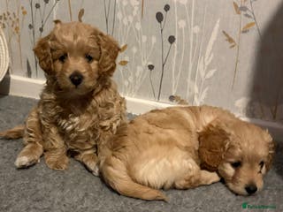 Mixed Breed dogs Poochon x Doxiepoo - Advert 8