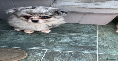 Pomchi dogs - Advert 10