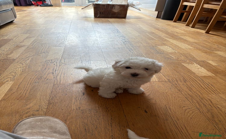 Bichon Frise dogs - Advert 2