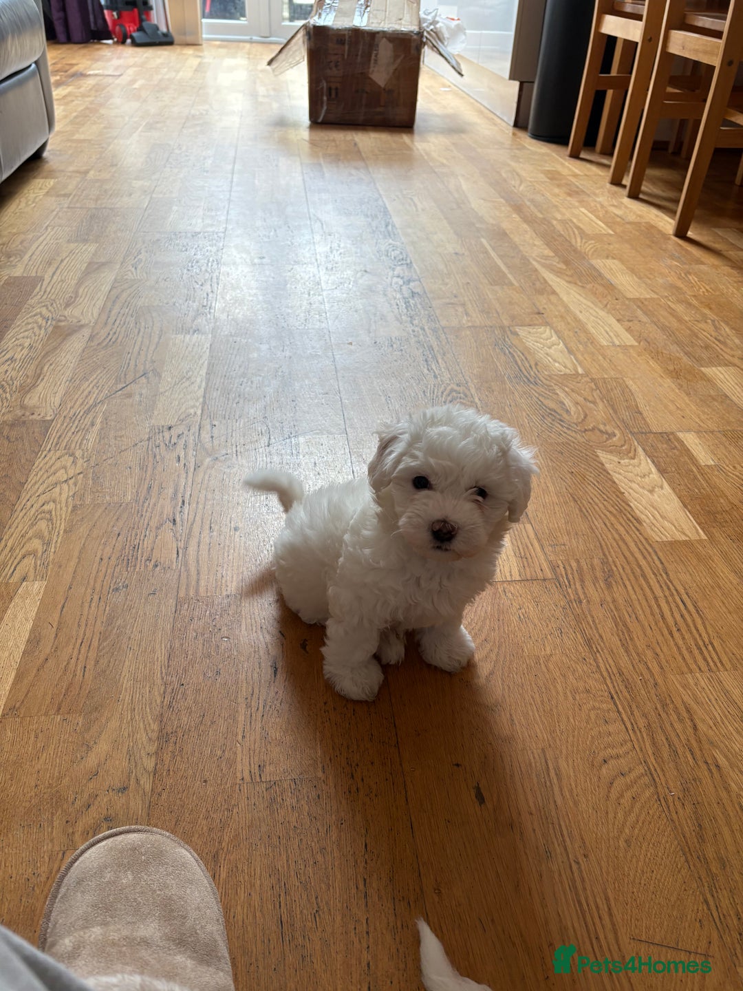 Bichon Frise dogs for sale:  bichon puppies for sale  - Image 1