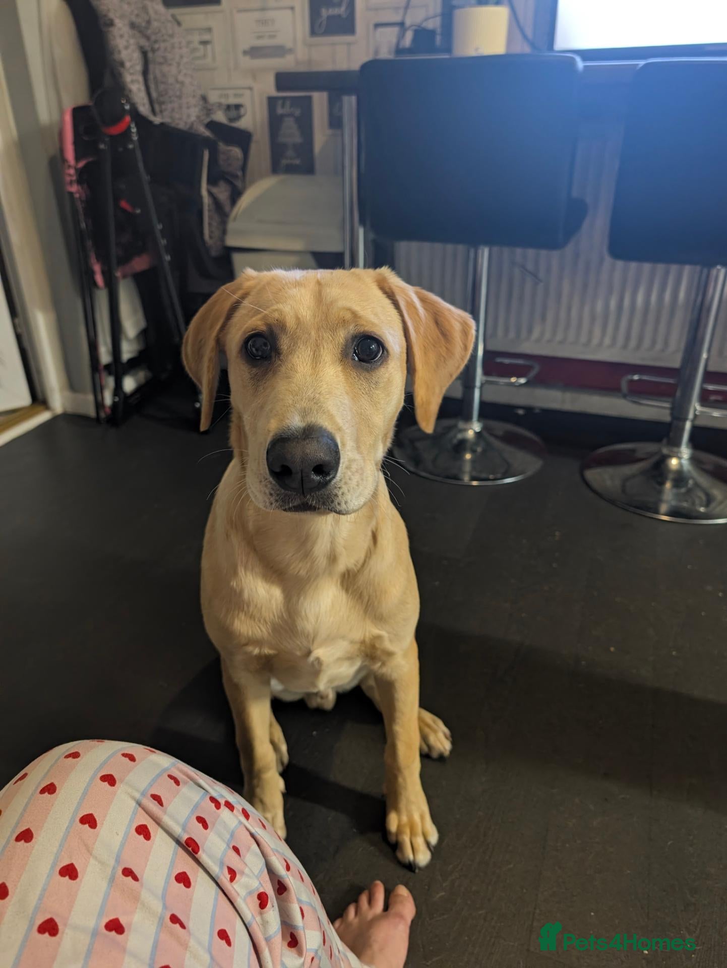 Labrador Retriever dogs for sale: Beautiful lab boy  - Advert 1