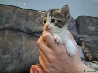 Ragdoll cats Stunning ragdoll cross tabby kittens - Advert 2