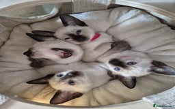 Siamese cats for sale: 1 Seal Point Siamese Kitten GCCF registered  - Image 9