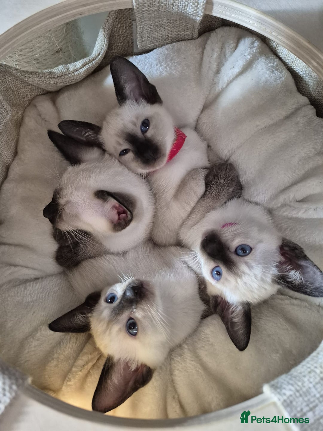 Siamese cats for sale: 1 Seal Point Siamese Kitten GCCF registered  - Image 9