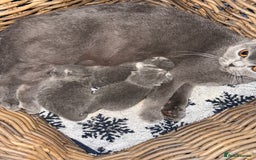 British Shorthair cats for sale: Outstanding kittens 😻 Champion line🥇🏆😻 - Image 20