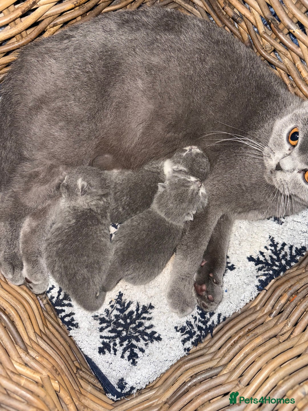 British Shorthair cats for sale: Outstanding kittens 😻 Champion line🥇🏆😻 - Image 20