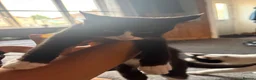 Mixed Breed cats for sale: Kitten - Advert 5