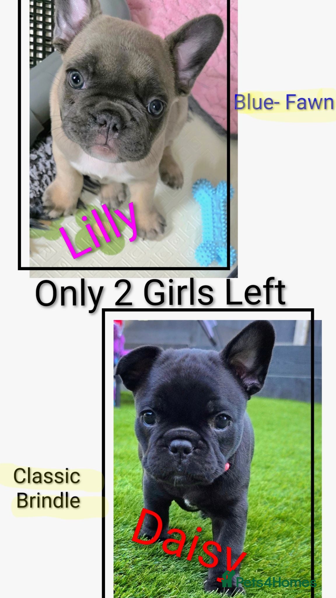 French Bulldog dogs ✨️Exceptional Quality French Bulldog Puppies ✨️ - Advert 10