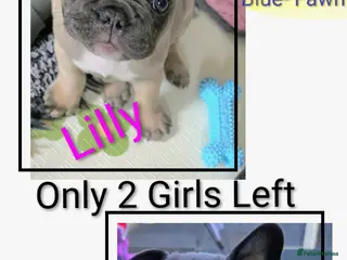 French Bulldog dogs ✨️Exceptional Quality French Bulldog Puppies ✨️ - Advert 10