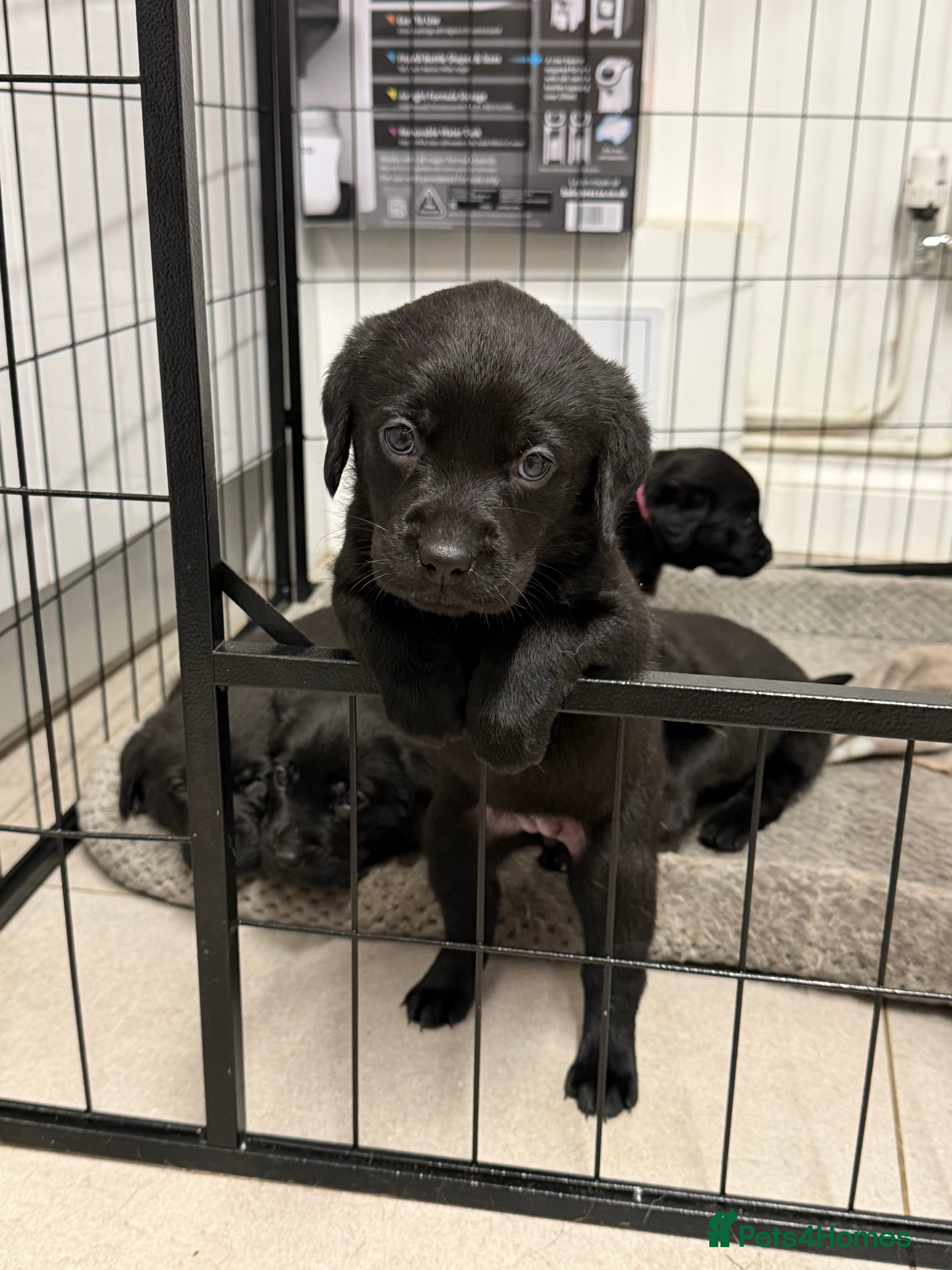 Labrador Retriever dogs Chunky Black Labrador Puppies! - YELLOW LEFT! - Advert 18