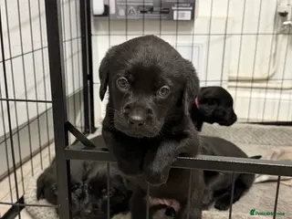Labrador Retriever dogs Chunky Black Labrador Puppies! - YELLOW LEFT! - Advert 18
