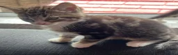British Shorthair cats for sale: Kittens in Leek - Advert 2