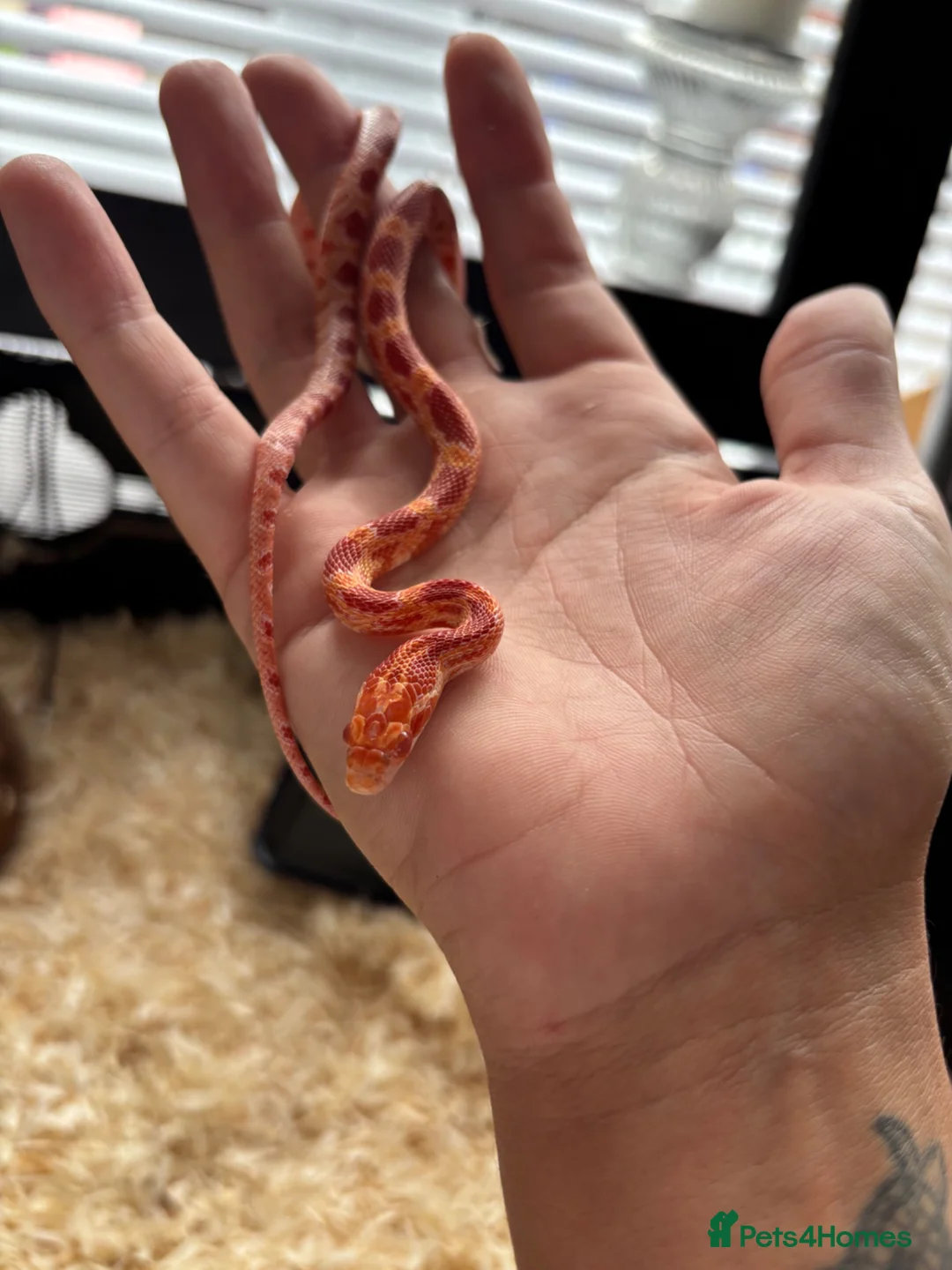 Corn Snake reptiles for sale: Baby corn snake  - Advert 1