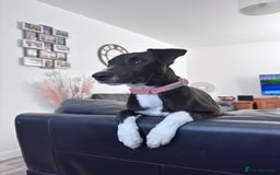 Mixed Breed dogs for sale: Maisy needs a forever home - Image 2