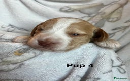 Cockapoo dogs for sale: Adorable Cocker Spaniel/Cockapoo Puppies - Image 18