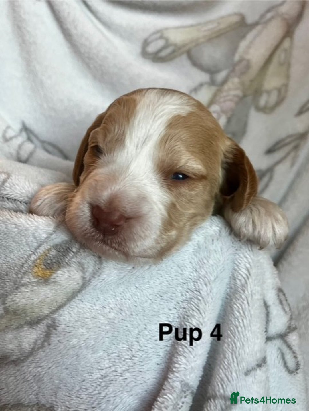 Cockapoo dogs for sale: Adorable Cocker Spaniel/Cockapoo Puppies - Image 18