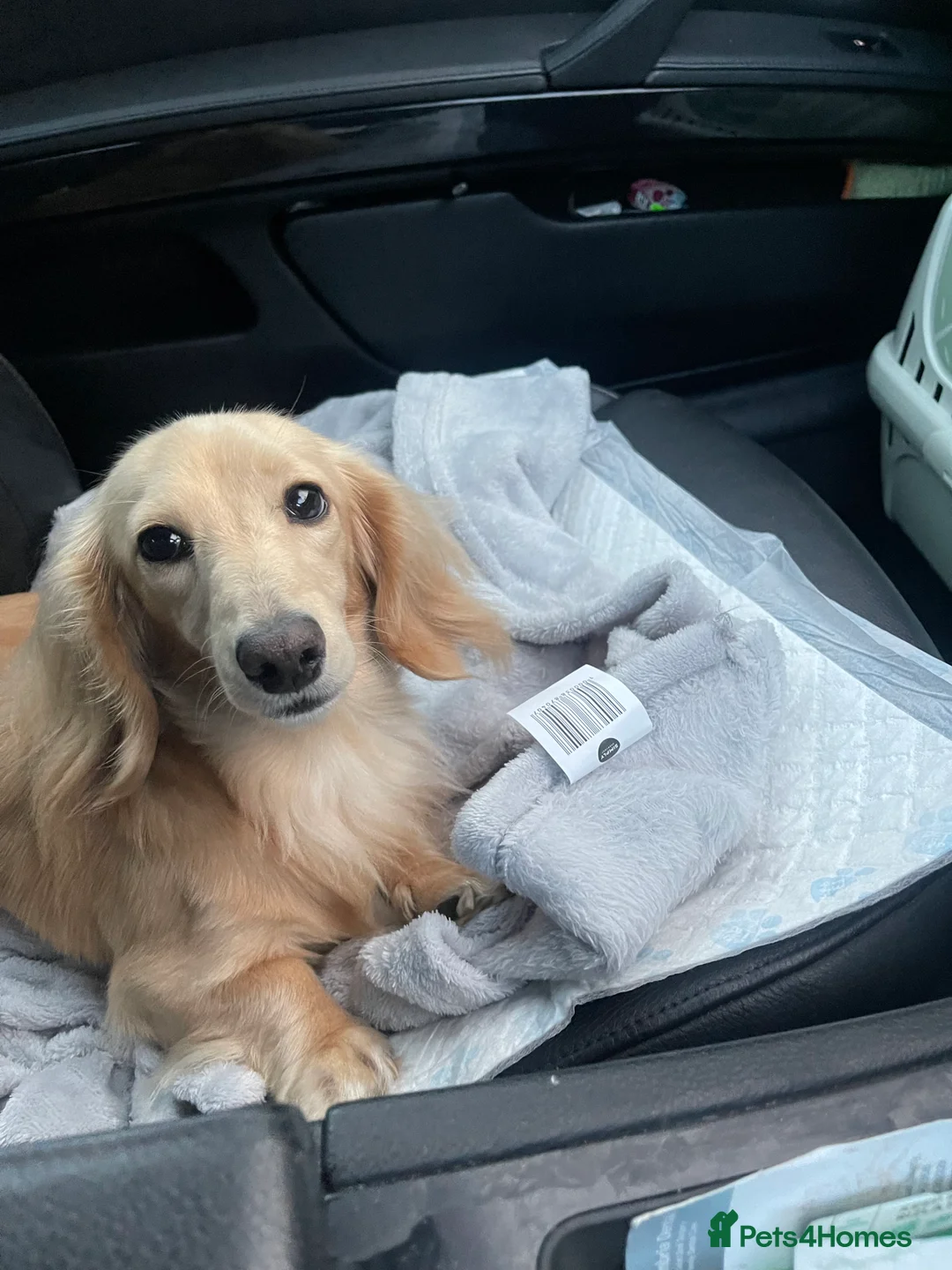 Miniature Dachshund dogs for stud: Shaded cream miniature dachshund 3.6kg - Advert 15