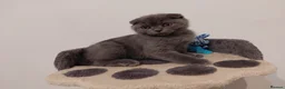 Scottish Fold cats for sale: Scottish Fold Girl Kitten for Sale – 12 Weeks Old in Stanmore - Advert 3