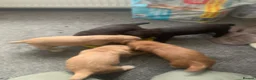 Cocker Spaniel dogs for sale: Kc registered working cocker spaniels - Advert 12