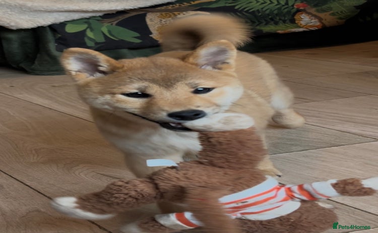 Japanese Shiba Inu dogs in Inverness - Advert 1