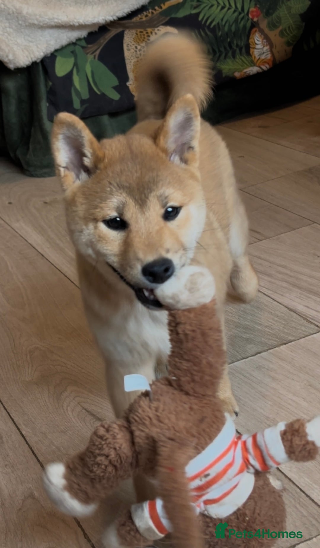 Japanese Shiba Inu dogs for sale: Last but not least beautiful Shiba  KC boy in Inverness - Image 2