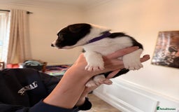 Border Collie dogs for sale: Pure Breed Boarder Collie Pups - Image 39
