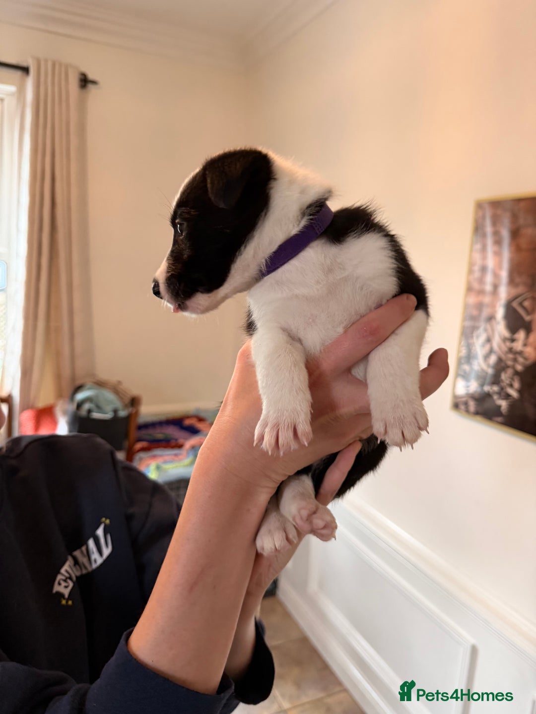 Border Collie dogs for sale: Pure Breed Boarder Collie Pups - Image 39