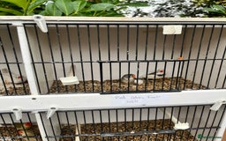 Finches birds for sale: Star zebra finch bengalese and canaries  - Image 10