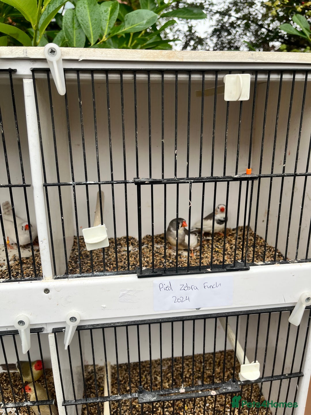 Finches birds for sale: Star zebra finch bengalese and canaries  - Image 10