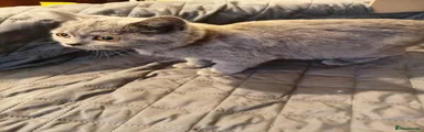 lulu
