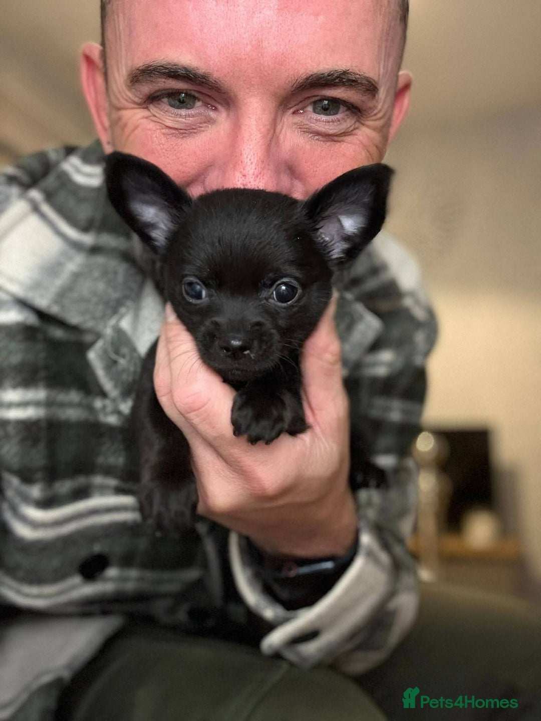 Chihuahua dogs for sale: 3 beautiful tiny pure breed chihuahua  - Advert 24