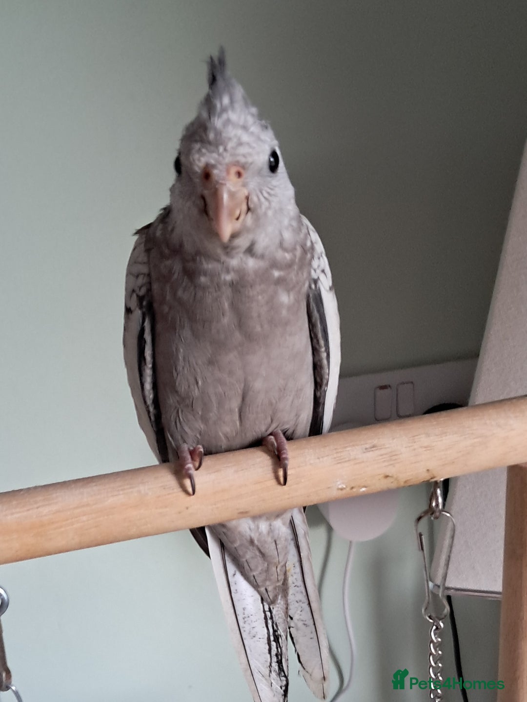 Cockatiels birds for sale: Baby cocktails hand reared and very tame ready now - Image 7