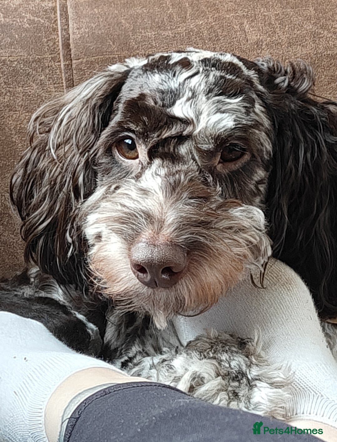Cockapoo dogs Experienced Home Needed for Our Loving Cockapoo in Stoke-on-Trent - Advert 1