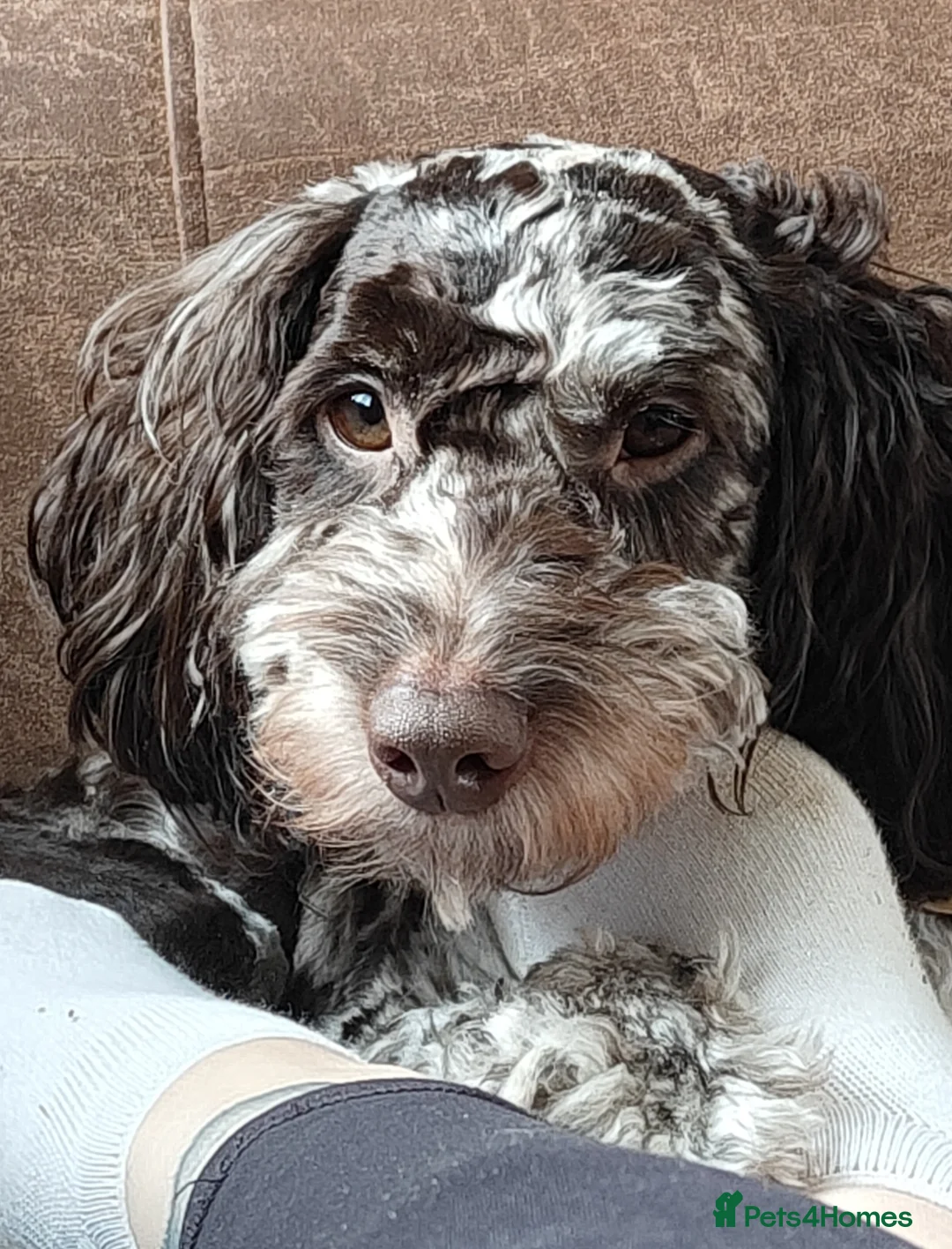 Cockapoo dogs for sale: Experienced Home Needed for Our Loving Cockapoo in Stoke-on-Trent - Advert 1