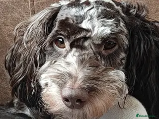 Cockapoo dogs Experienced Home Needed for Our Loving Cockapoo in Stoke-on-Trent - Advert 5