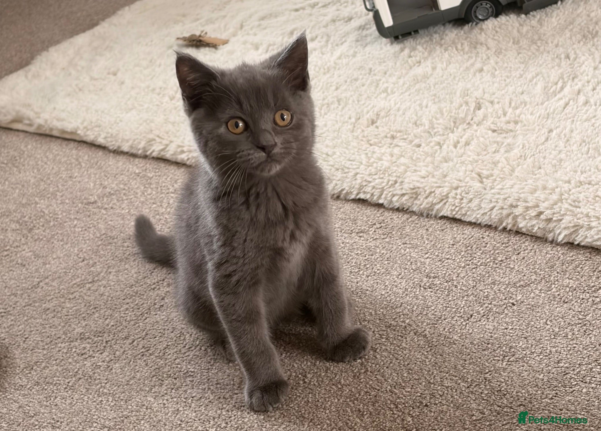 British Shorthair cats BSH kittens Ready Now - Advert 1