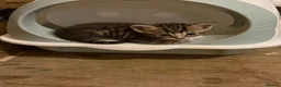 Mixed Breed cats for sale: Ragdoll x  - Advert 3