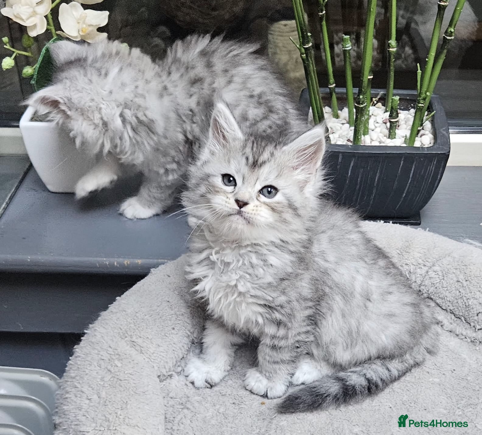 Maine Coon cats Maine Coon kittens registered European bloodline  - Advert 14